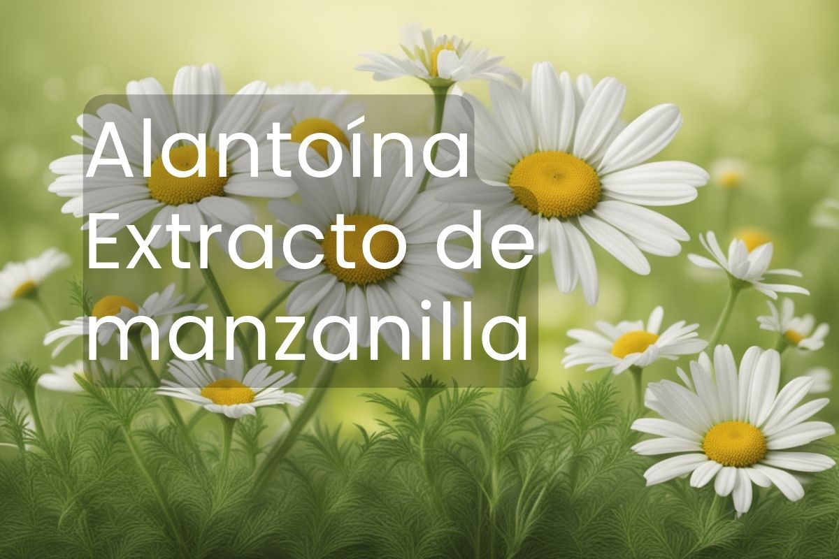 Foto de un campo de plantas de manzanilla ricas en alantoína